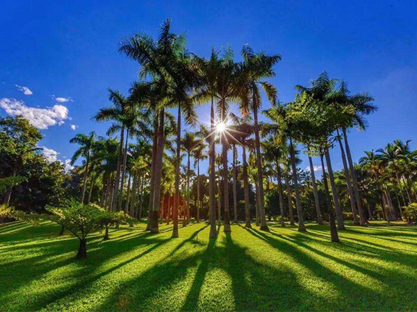 西雙版納熱帶植物園休閑游