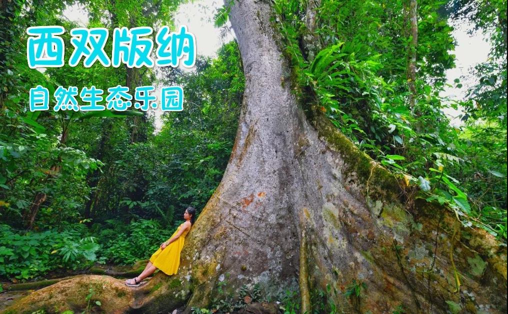 西雙版納研學旅行夏令營