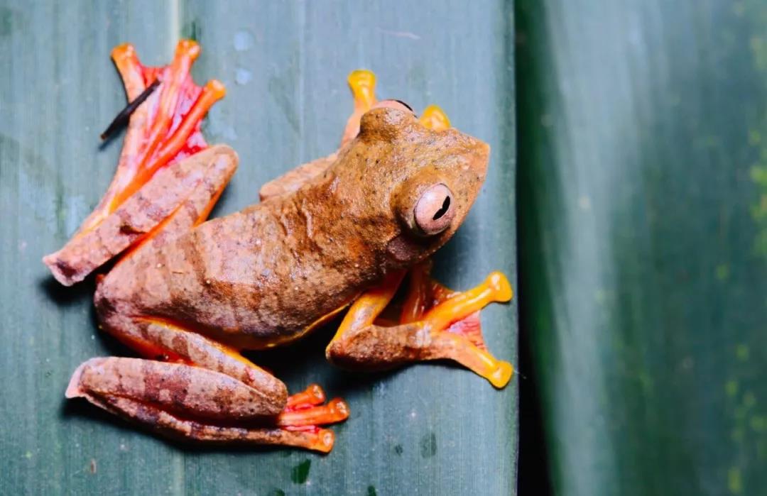 西雙版納研學旅行夏令營