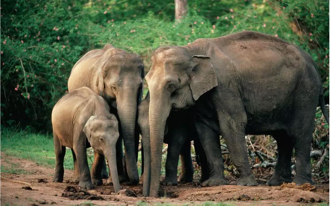西雙版納研學旅行夏令營