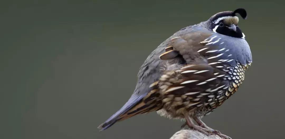 西雙版納研學夏令營