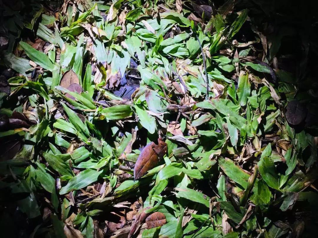 西雙版納研學夏令營