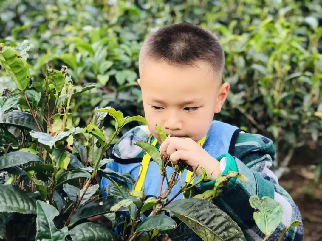 西雙版納研學夏令營