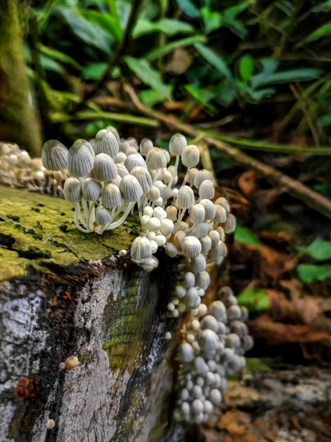 西雙版納探秘之旅