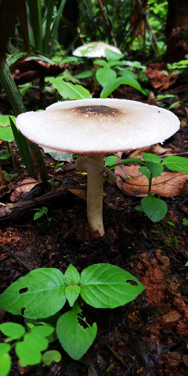 西雙版納探秘之旅