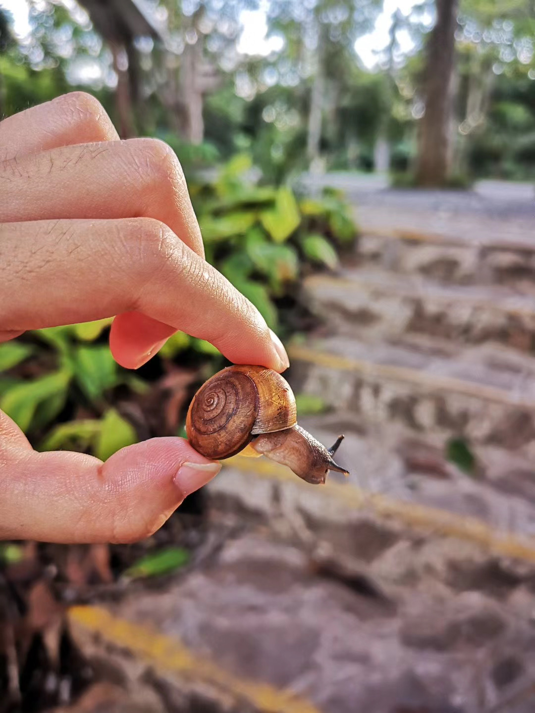 西雙版納探秘之旅