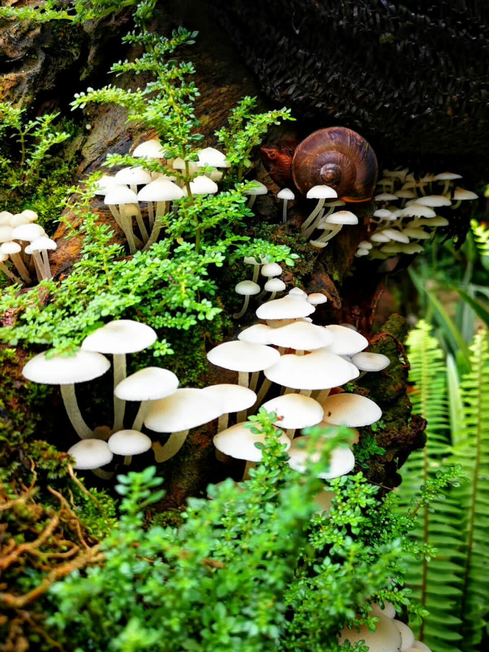 西雙版納探秘之旅