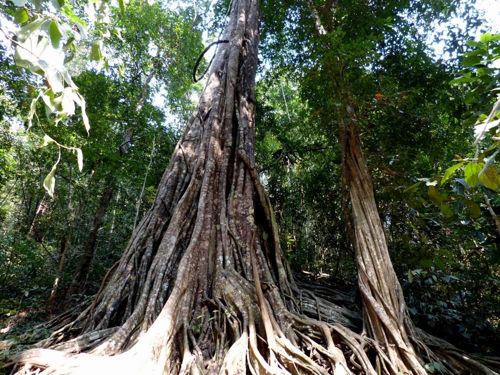西雙版納熱帶雨林穿越拓展訓(xùn)練主題團(tuán)建