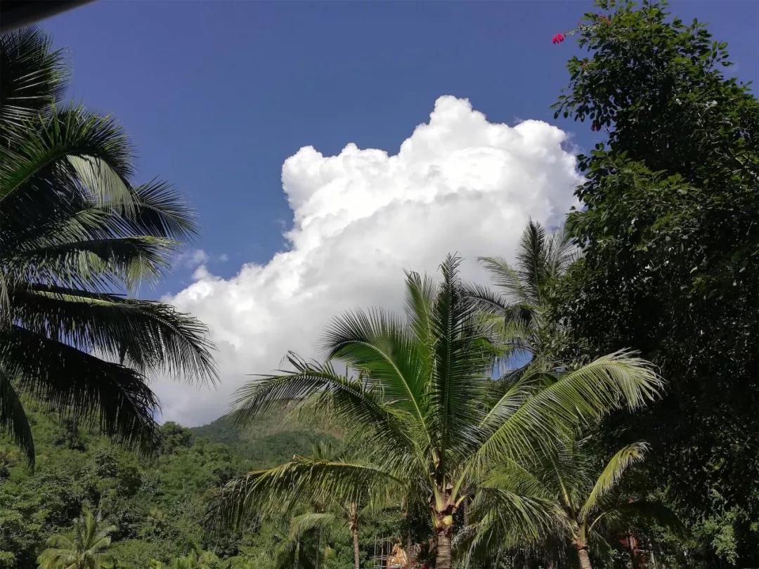 這個寒冬，在西雙版納，邂逅一整個森林的浪漫