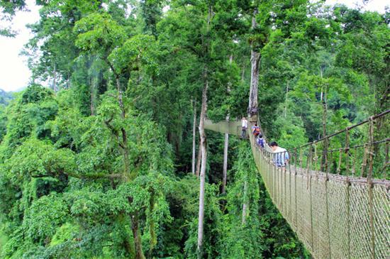 西雙版納望天樹景區旅游攻略