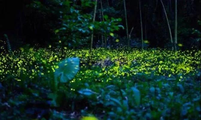 西雙版納旅行團建