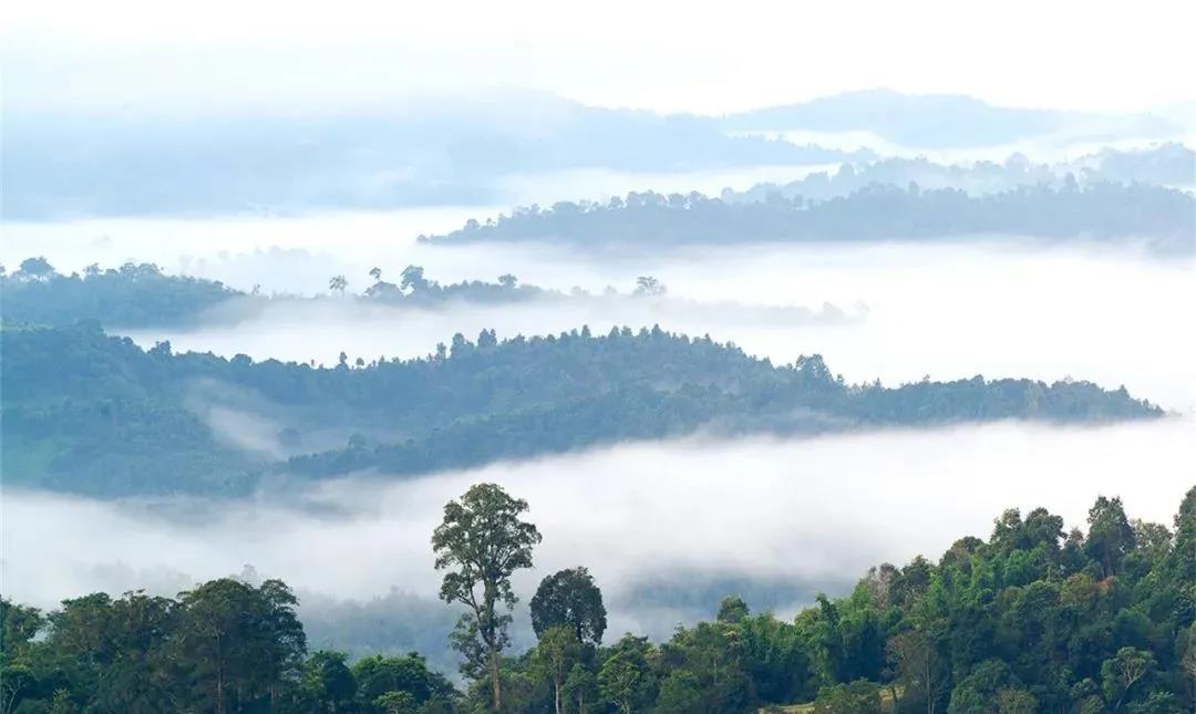 西雙版納鄉(xiāng)村1日游：賀開古茶園，傣族造紙第一村，休閑度假好去處