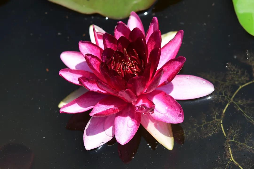 1.92米！版納植物園60年來最大王蓮已長成，你還不來嗎？