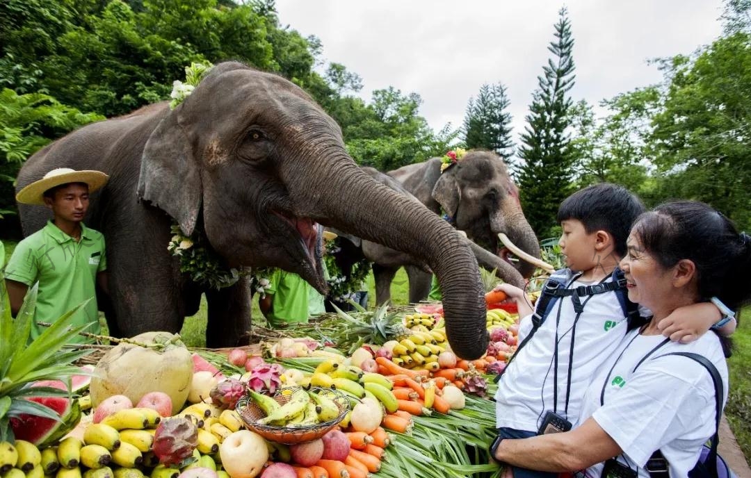 西雙版納象餐