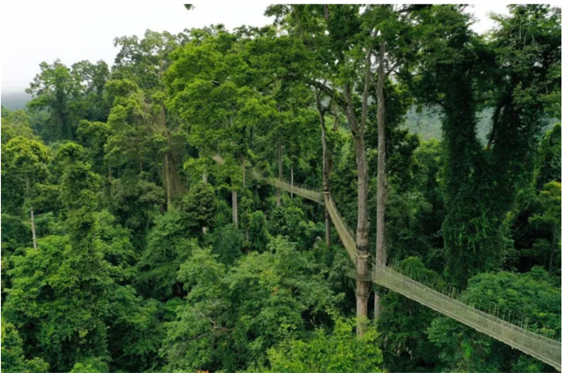 水路空全方位玩轉(zhuǎn)望天樹(shù)景區(qū)