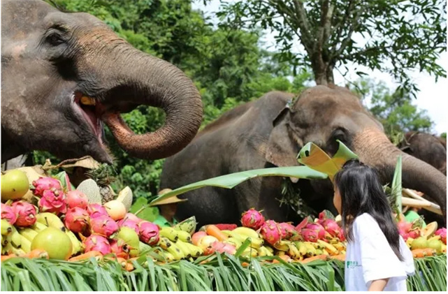 福利 | 中老鐵路開通當(dāng)日，游客持列車票游州內(nèi)景區(qū)享優(yōu)惠禮包！