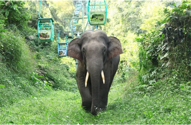 來西雙版納解密雨林象谷
