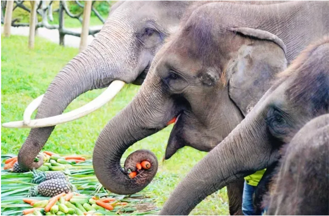 西雙版納雨林奇觀”看見生物多樣性之美  