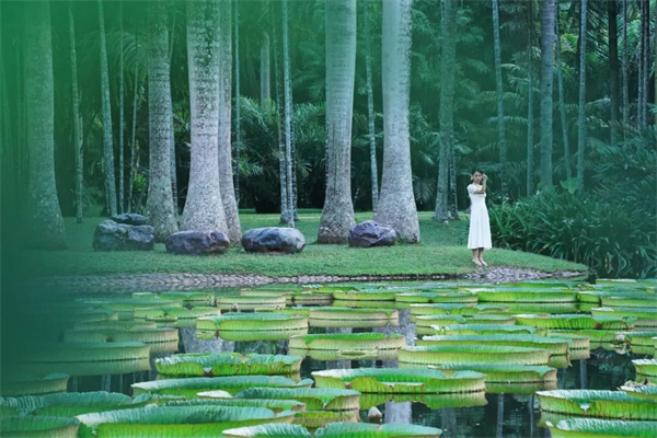 西雙版納傳媒公司報(bào)道：來西雙版納徒步，穿越原始熱帶雨林！