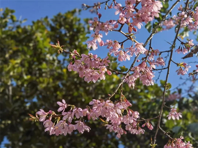 西雙版納傳媒公司：勐海櫻花開了，太美了！