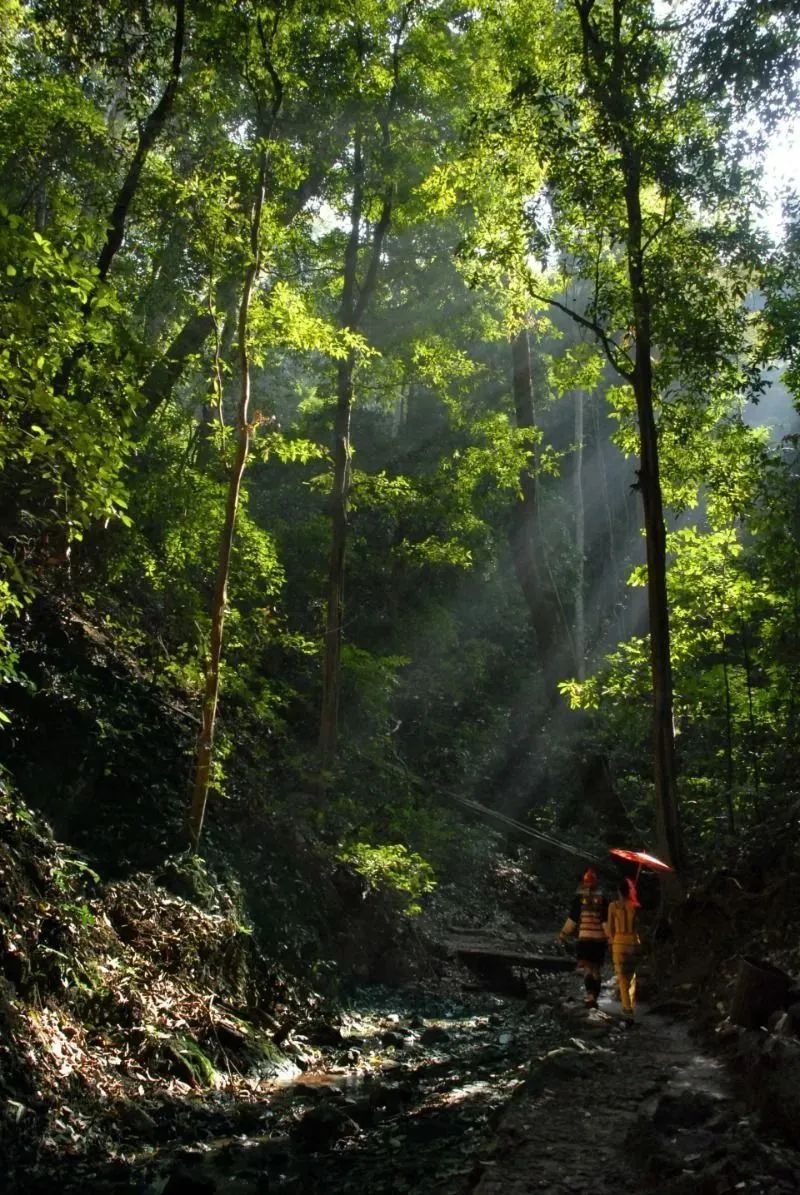 西雙版納旅行社