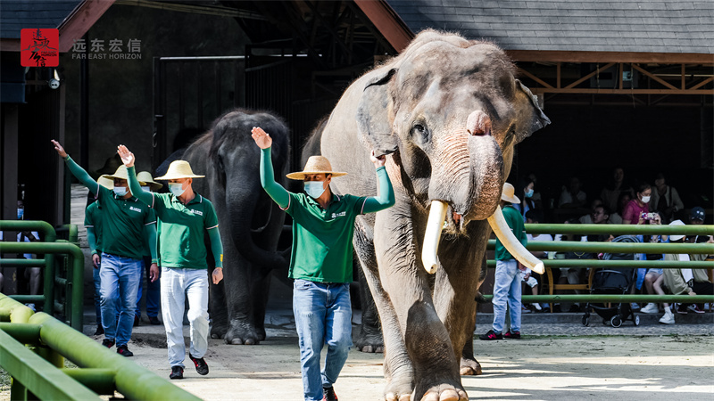 西雙版納雨林牧象