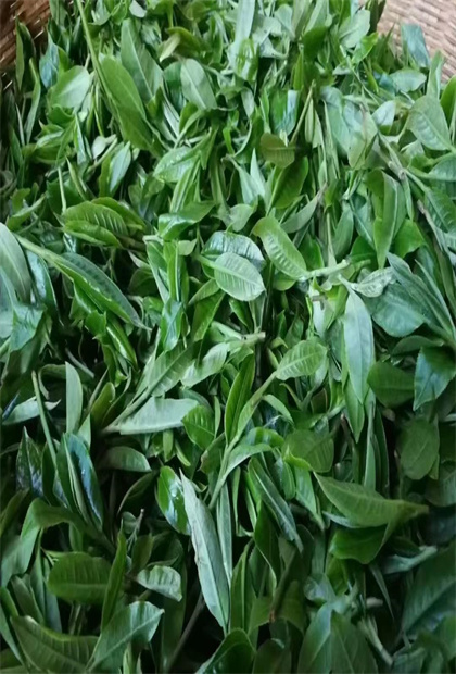 5.19中國旅游日 勐海茶山游 景美茶更香——走進那卡古茶山