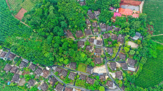 千年傣寨曼遠村：厚植生態底色 繪就綠美時光