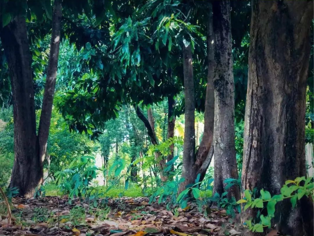 西雙版納康養旅游,西雙版納會議會展團建項目 | 第一批高質量發展項目名單出爐