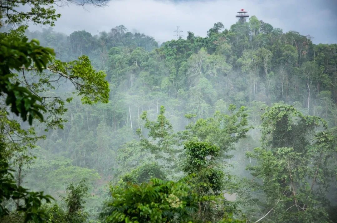 【探秘望天樹·綠動西雙版納】—— 勐臘望天樹景區全攻略