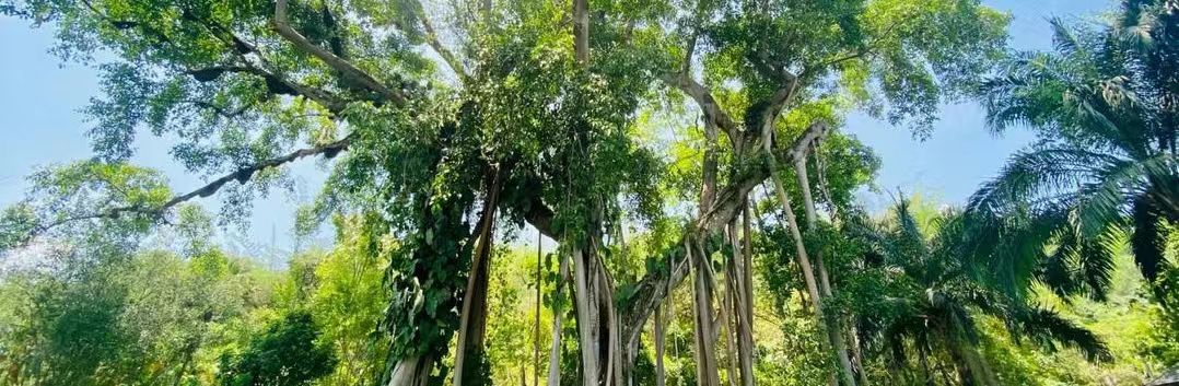 探索自然奇跡，獨(dú)樹(shù)成林：一樹(shù)獨(dú)秀，繪就生態(tài)畫(huà)卷