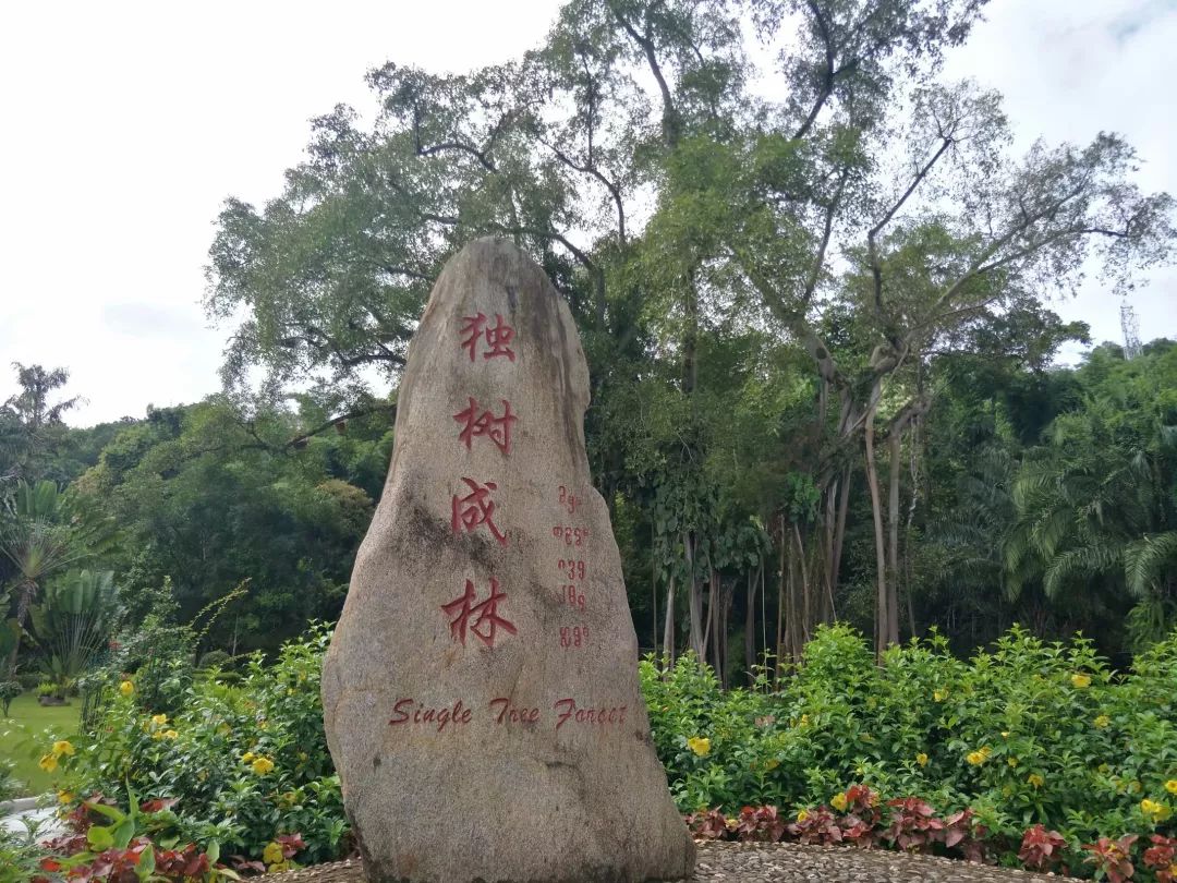 獨(dú)樹成林：一場穿越傣族文化的深度沉浸之旅