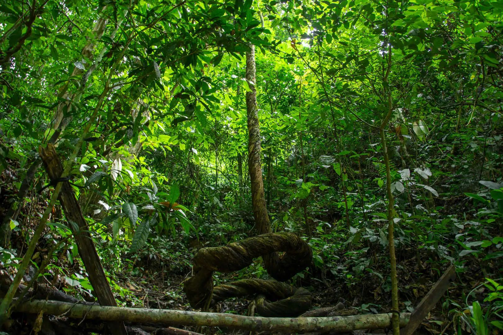 西雙版納綠野秘境：探秘自然奇觀，邂逅傣族風(fēng)情
