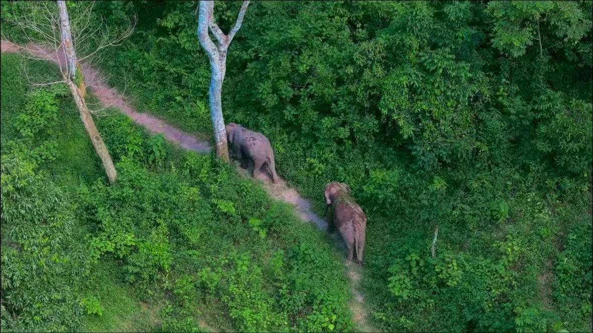 野象谷探索站：與亞洲象共舞的綠色之旅，揭秘雨林深處的生態秘密！