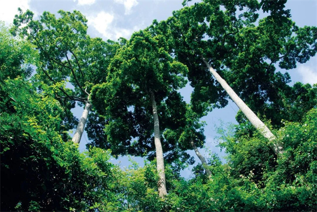 云南旅游,云南旅行社,云南團(tuán)建公司,云南會(huì)議公司,云南活動(dòng)策劃,西雙版納旅游,西雙版納旅行社,西雙版納團(tuán)建公司,西雙版納會(huì)議公司：驚喜云南 | 雨林界的“顯眼包”，帶你解鎖西雙版納的隱藏“高”招