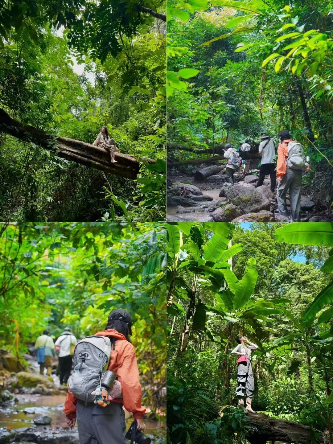 云南旅游,云南旅行社,西雙版納旅游,西雙版納旅行社,西雙版納團建公司,西雙版納策劃公司：公司團建新玩法｜在基諾山雨林當“野生打工人”，解壓又出片！