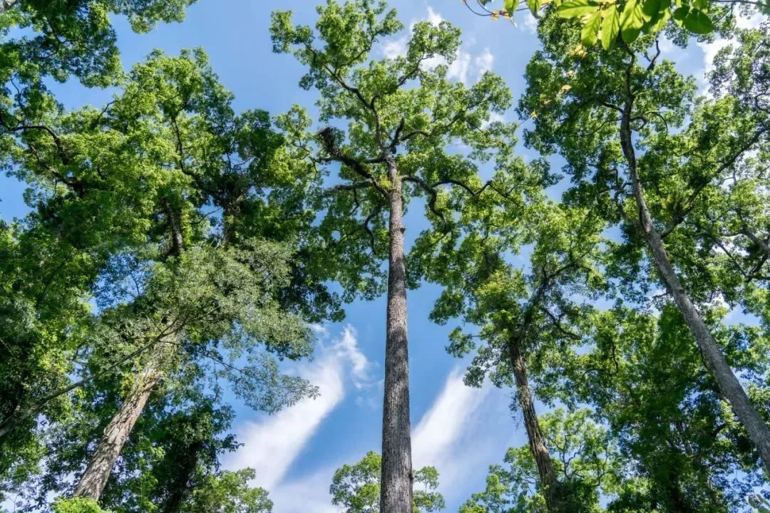 云南旅游,云南團建公司,云南策劃公司,云南會議會展,云南策劃執行,西雙版納團建公司,西雙版納策劃公司：暖冬出游，三條路線暢玩西雙版納